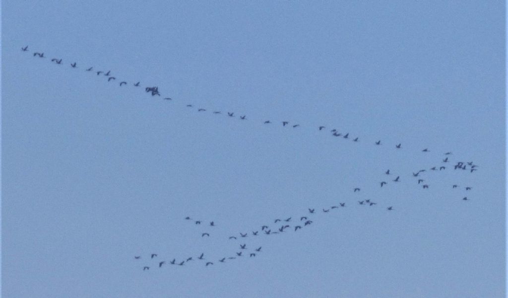 Gru a Racconigi (CN)